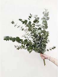 Fondant parfumé Eucalyptus