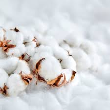 PRECOMMANDE Fondant parfumé Fleur de coton