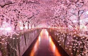 PRECOMMANDE Fondant parfumé Fleur de sakura