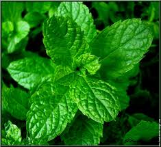 PRECOMMANDE Fondant parfumé Menthe chlorophylle