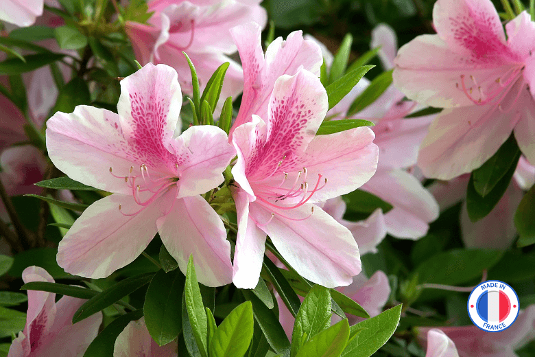 Fondant parfumé Azalée du Japon