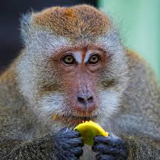 PRECOMMANDE Fondant parfumé pet de singe