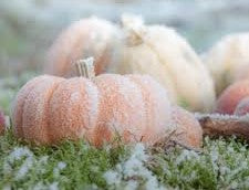 PRECOMMANDE Fondant parfumé Citrouille givrée