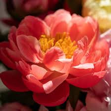 Fondant parfumé Pivoine