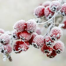 Fondant parfumé baies givrée