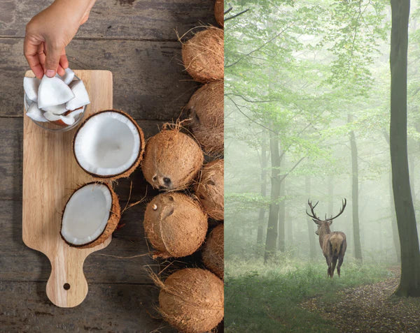 Fondant parfumé Musc/coco