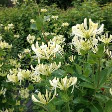 PRECOMMANDE Fondant parfumé Chèvrefeuille