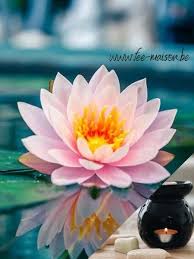 PRECOMMANDE Fondant parfumé Fleur d'eau