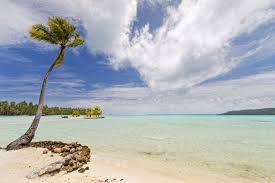 PRECOMMANDE Fondant parfumé Vent des îles