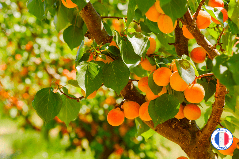 Fondant parfumé Abricot