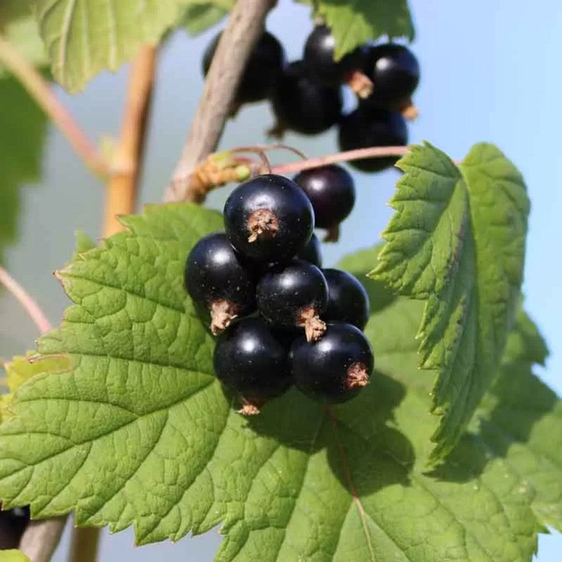 PRECOMMANDE Fondant parfumé Cassis Noir