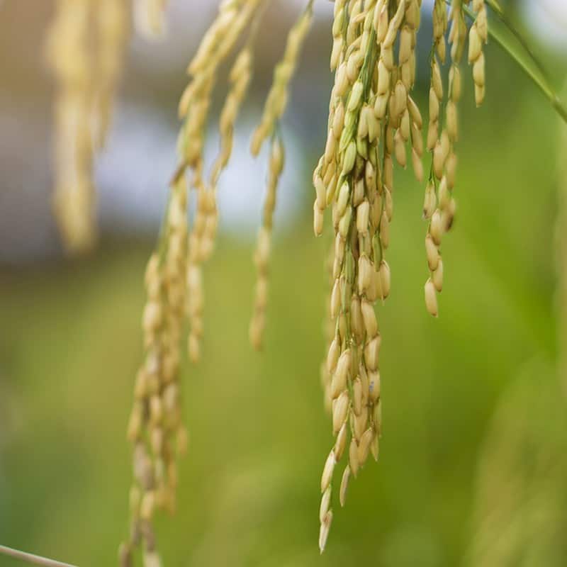 Fondant parfumé Poudre de riz
