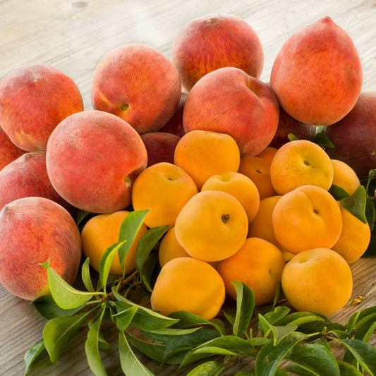 Fondant parfumé Pêche abricot