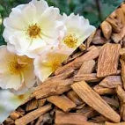 Fondant parfumé Musc blanc