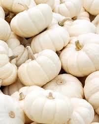 PRECOMMANDE  Fondant parfumé Citrouille blanche ambrée