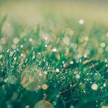 Fondant parfumé Souffle pur