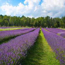 Fondant parfumé Lavande