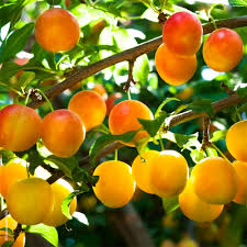 Fondant parfumé Mirabelle