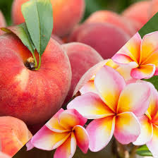 Fondant parfumé Monoï pêche