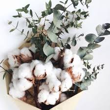 Fondant parfumé eucalyptus coton